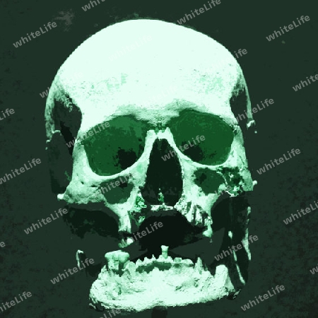 Skull 005
