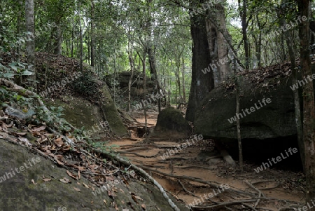 The Trail to the Tempel Ruin of  Kbal Spean 50 Km northeast of in the Temple City of Angkor near the City of Siem Riep in the west of Cambodia.