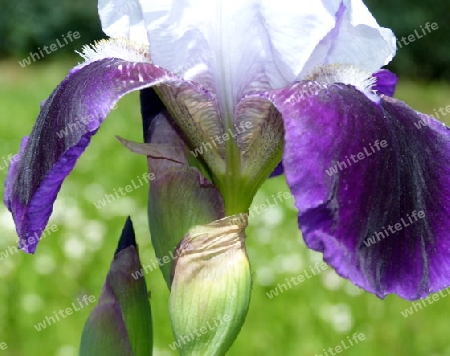 Nahaufnahme einer violetten Lilie