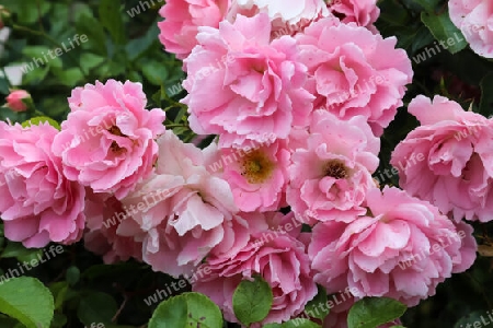 Pink and colorful rose flowers in a roses garden with a soft focus background.