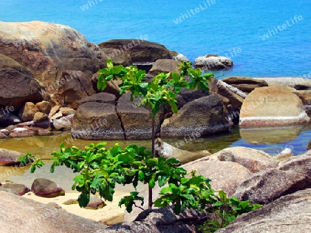 Baum auf Felsen Thailand