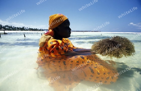 Eine Frau bei der Ernte von Seegrass in einer Seegrass Plantage bei Bwejuu an der Ostkueste der Insel Sansibar im Indischen Ozean in Tansania in Ostafrika..