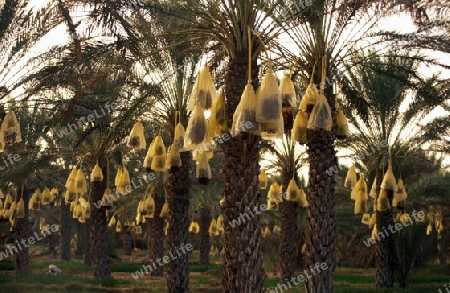 Eine Datteln Plantage in der Oase von Douz in der Sahara Wueste  im zentralen sueden in Tunesien in Nordafrika.