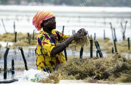 Eine Frau arbeitet auf ihrer Seegras Plantage an der Ostkuester der Insel Zanzibar oestlich von Tansania im Indischen Ozean.