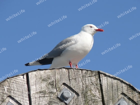 seagull1