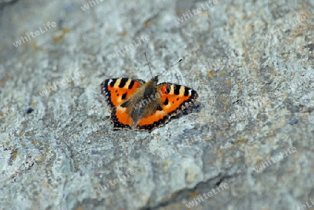 Schmetterling Fuchs