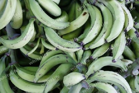 Amerika, Suedamerika, Venezuela, Karibik, Choroni Bananen einer Bananen Plantage im Regenwald in den Bergen von Choroni im Nationalpark Henri Pittier im zentralen norden von Venezuela.  