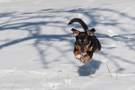 Junger Jack Russel Terrier im Schnee