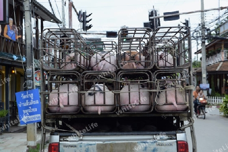 Ein Schweine Tranport im Dorf  Pai im norden von Thailand in Suedostasien.