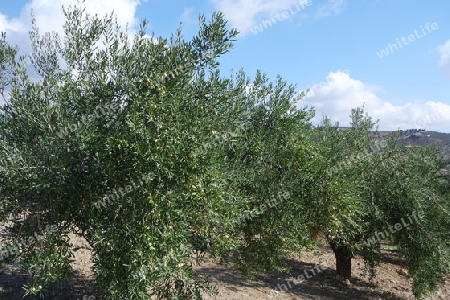 Olivenplantage
