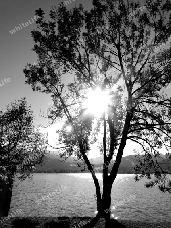 Baum am Seeufer vor der strahlenden Sonne in schwarz-wei?