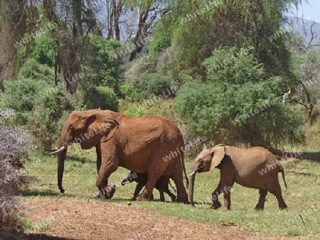 Elefanten im Samburu-Nationalpark, Kenia