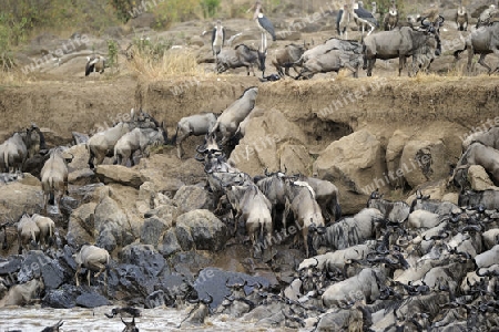 Gnu, Streifengnu, Weissbartgnu (Connochaetes taurinus), Gnumigration, dr?ngelnde Gnus am Mara Ufer, Masai Mara, Kenia