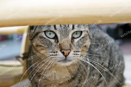 Hauskatze - Domestic Cat