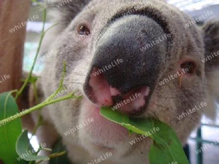 Koala B?r Australien HD