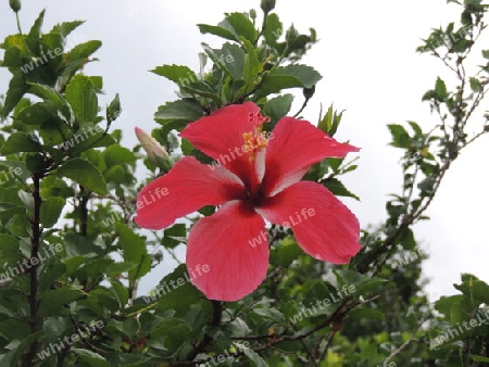 Hibiscus - Seychellen