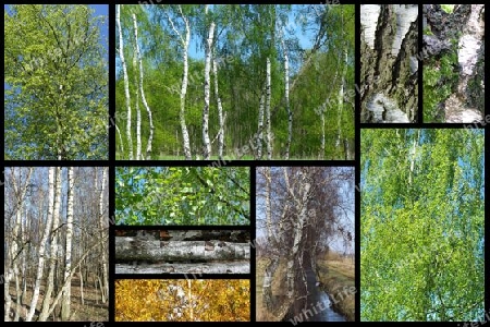 Birke.  Baum Collage