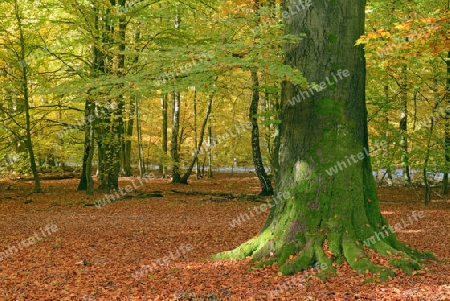 Bemooster Stamm einer alten Buche (Fagus) im Herbst, verf?rbte Bl?tter im Gegenlicht, Urwald Sababurg, Hessen, Deutschland, Europa