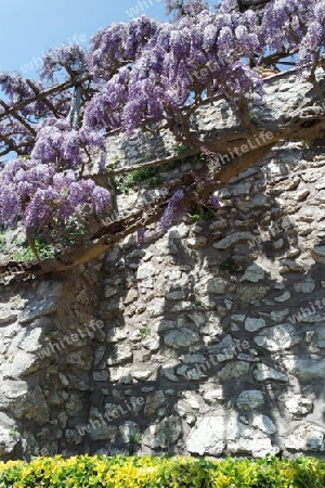 Blauregen an einer Steinmauer, Capri