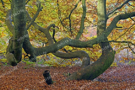 Bemooster Stamm einer alten Buche (Fagus) im Herbst, verfaerbte Blaetter im Gegenlicht, Urwald Sababurg, Hessen, Deutschland, Europa