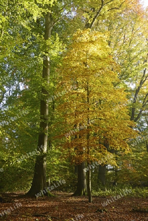 stimmungsvolle, herbstliche Lichtsituation mit Buchen (Fagus) , Urwald Sababurg, Hessen, Deutschland, Europa