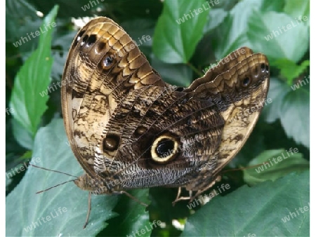 brauner Schmetterling