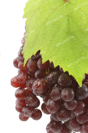 Frische rote Weintrauben auf hellem Hintergrund