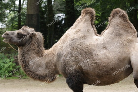 Kamele - Camelidae