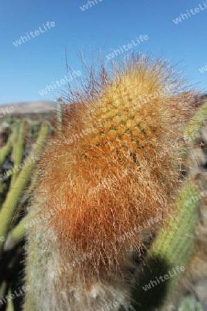 Kaktus Haare