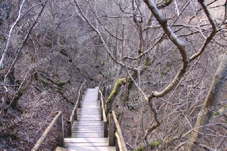 Die Treppe im Geisterwald