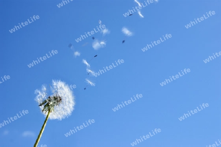 Eine Pusteblume (Loewenzahn) mit wegfliegenden Samen vor einem schoenen, blauen Himmel. - A dandelion seed before flying away with a beautiful blue sky.