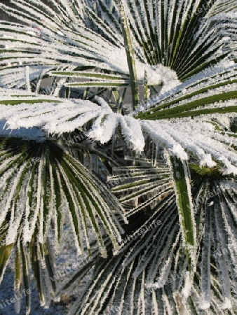 Frosty palm tree