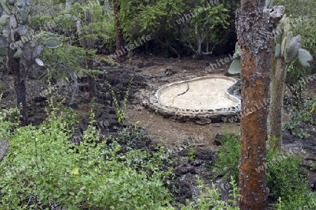 ehemaliges Gehege des im Juni 2012 verstorbenen Lonesome George, letzte bekanntes Tier einer Riesenschildkroetenunterart (Geochelone elephantopus abingdoni), Darwin Station , Insel Santa Cruz, Galapagos , Unesco Welterbe, Ecuador, Suedamerika