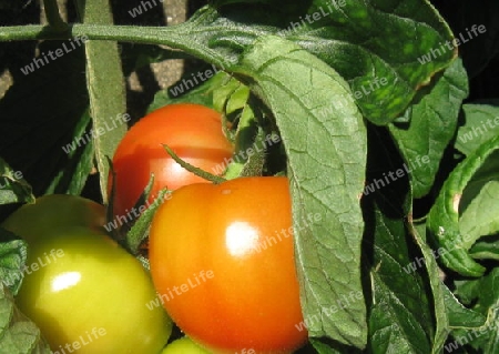 Tomatenpracht