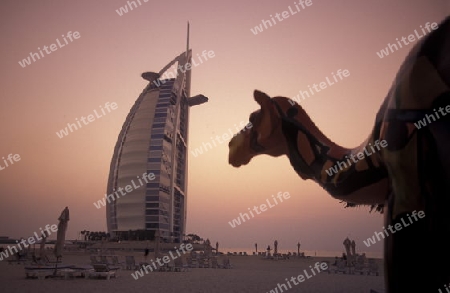 the hotel Burj al Arab in the city of Dubai in the Arab Emirates in the Gulf of Arabia.