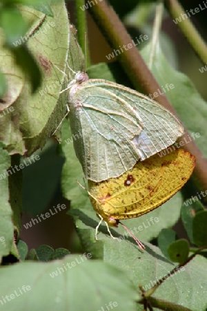 The Pale Clouded Yellow, Colias Hyale