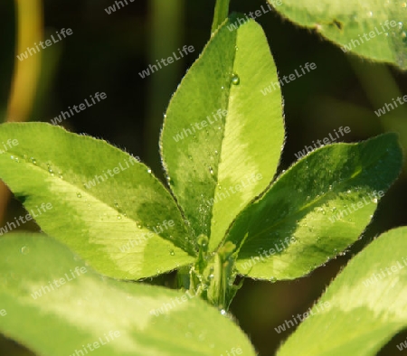 Vivid green leaves are kissed awake by the morning sun - Kr?ftig gr?ne Bl?tter werden von der morgendlichen Sonne wachgek?sst