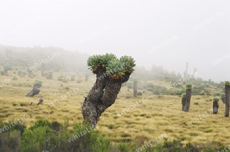 Senecio Pflanze auf dem Kilimanjaro