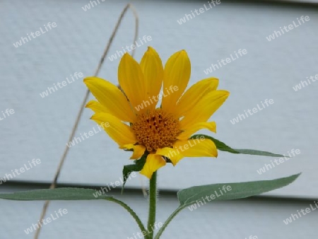 Sonnenblume mini P8230060