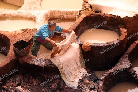The Leather production in the old City in the historical Town of Fes in Morocco in north Africa.