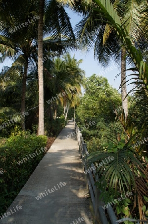 Palmenweg