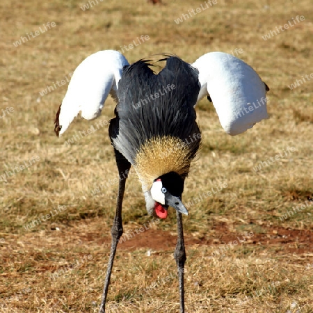 Grey Crowned Crane, Balearica Regulorum