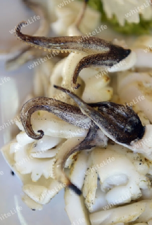 Octopus in einem Seafood Restaurant in der Hauptstadt Phuket Town auf der Insel Phuket im sueden von Thailand in Suedostasien.