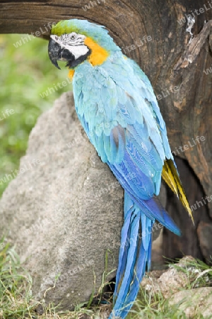 Blaugelber Papagei