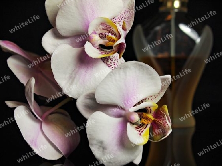 Parf?m, Perlen und Orchideen