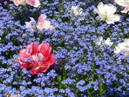 Blumenbeet mit Tulpe und Vergi?MeinNicht 1