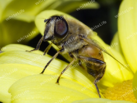 Biene auf einer Bluete  Bee on a Flower