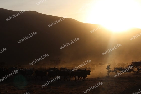 Rinderherde der Massai 