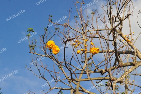 Butterblumenbaum- Cochlospermum vitifolium
