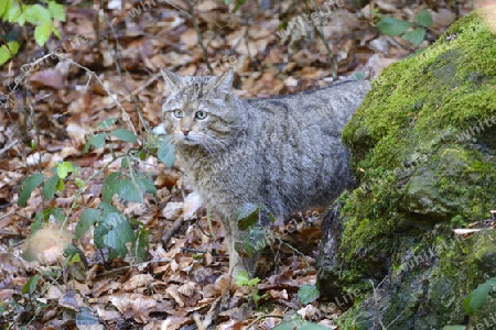 Wildkater, Wildkatze, M?nnchen (Felis silvestris)  captive, Bayern, Deutschland
